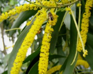 330/ 500 ml mật ong keo lá tràm- Set 2 chai Mật ong tràm keo- Mật ong keo lá tràm- Mật ong keo nguyên chất- Mật ong đóng chai- Cam kết hàng thật