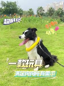 7o | Squeaking Teething Pet Toy Ring Frisbee