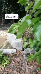Bibit Alpukat Rifai R4