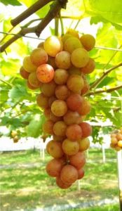 จัดโปร ซื้อ5แถม1 ซื้อ10แถม3 เลือกของแถมได้ (ไม่นับตอป่า) ตอป่า7แถม1 พร้อมส่ง ต้นองุ่น องุ่น แบบกิ่งตอนป่าติดตาพันธุ์ดี