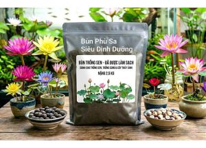 Chuẩn Hạt Giống Sen Nhật Mini Nhiều Màu Hạt Siêu Nhỏ Lên Sen Lùn Hạt Đã Mài Đầu Về Thả Chậu Là Lên Sen Dễ Trồng Dễ Chăm Trang Trí