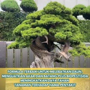 Pupuk Khusus Bonsai: Nutrisi Lengkap untuk Tanaman Indoor & Outdoor