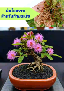 ต้นไมยราบ สำหรับทำบอนไซ ชุด 13 ต้น