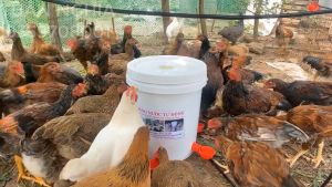 Máng Uống Nước Tự Động Cho Gà Vịt Ngan Dạng Cốc Gắn Thùng Sơn Loại Xịn Siêu Bền.