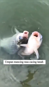Umpan pancing pelet umpan pancing ikan mas umpan pancing ikan nila umpan pancing burung Umpan pancing menarik semua jenis ikan