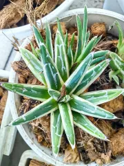 Neoregelia Ironside Albo x - Tropicals Forever neoregelia | Lazada