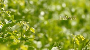 [SG READY STOCK] Peach Oolong Tea Nourishing Skin/DetoxBeauty (175g/50BAGS) 蜜桃乌龙茶 三角包茶 白桃乌龙水蜜桃茶苹果干泡茶 - 排毒美容/养颜润肤