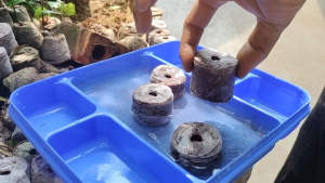 1000 bầu ươm viên nén xơ dừa - Ươm dâu tây và các loại hạt hoa cây cảnh mướp bầu bí dưa cà rau thủy canh - Easy planting