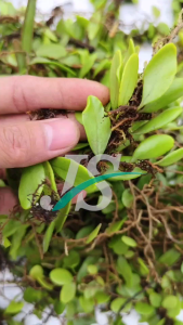 Daun Sisik Naga Segar 1.KG ( MURNI DAUN ) Picisan / Di Ambil Langsung