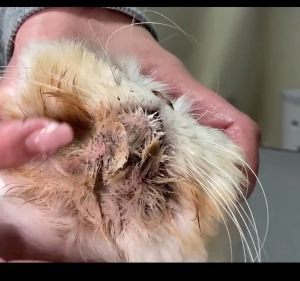 DEGREASER GROOM KEMASAN 500 GRAM MEMBERSIHKAN BULU KOTOR KUCEL BERMINYAK UNTUK KUCING DAN ANJING