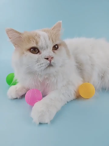 Đồ chơi banh nhựa cho Chó Mèo nhiều màu sắc vui nhộn 4cm (mẫu mới) - Love Pets Shop