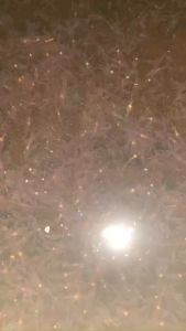 ARTEMIA Nga Chất Lượng Tốt Con Nhỏ như Vĩnh Châu nở 90%