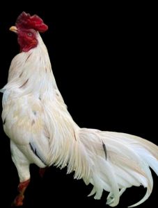 TRẠI GÀ THÀNH ĐÔNG LONG AN . TRỨNG GÀ GIỐNG LỚN KÝ  .10 TRỨNG GÀ NÒI ẤP NỞ CON GIỐNG . TẶNG THÊM 02 TRỨNG .