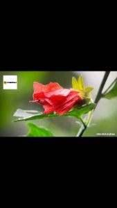 YGT 24 Inch Gaming Monitor 100Hz IPS Framless Panel Flat FHD PC Desktop Computer Monitor