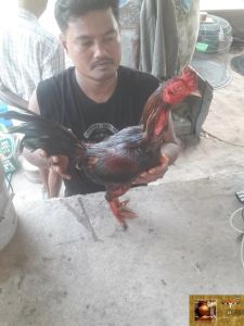 ชุด V3 เฮอริเคน ไก่ชนออกรบ บินดี ตีโดน