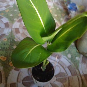 White Line Aglaonema Live Plant in Polybag with Green Leaves and White Center Line on a Patterned Surface