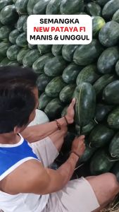 Benih Semangka F1 Cap Kujang: Manis & Unggul
