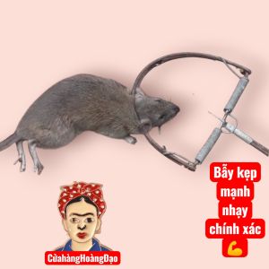 Bẫy đập chuột kẹp chuột nhanh và mạnh