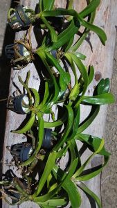 กล้วยไม้นิ้ว ขอบอกต้น ใหญ่มาก ราคาพิเศษ 10 นิ้ว จาก 250 เหลือ 200