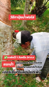 ปุ๋ยน้ำฟอโล่ ปุ๋ยน้ำ ฟอโล่ (ฟรีแปรง) ของแท้ (1 ขวด 500 ซีซี) ปุ๋ยน้ำฟอโล่บำรุงรักษาหน้ายาง มีธาตุอาหารเสริม