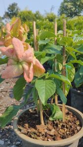 ดอนญ่าชมพู แข็งแรงและรากเต็มกระถางขนาด กระถาง 11 นิ้ว (กทม)