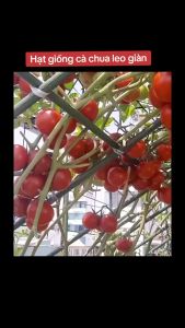 Hạt giống Cà chua bạch tuộc leo giàn ( 1 gói 10 hạt ) - TẶNG kèm 5 viên nén ươm hạt