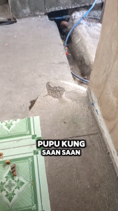 Gentle Bound Natural Cat and Dog Repellent Spray by Haven & Hearth Creations - Citrus Scent Long Lasting and Effective