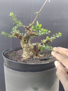 bonsai sancang formal