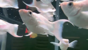 [J Wild Aquatic]—— Platinum White Ballon Lyretail Molly 球体白金月亮尾茉莉鱼