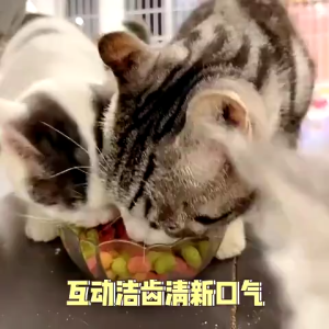 Cat Dental Biscuits 100g – Nutritious Treats for Teeth Health and Daily Rewards with Multiple Flavors