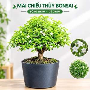 Mai Chiếu Thuỷ Bonsai tàng trònđể bàn bông thơm