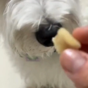 Naturio ขนมสัตว์เลี้ยง ฟรีซดรายสุนัขและแมว ขนมสุนัข มีหลายขนาด อกไก่ฟรีซดราย อกไก่เต๋า ขนมสัตวเลี้ยงเพิ่มโปรตีน ฟู้ดเกรด