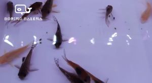 BRBN Corydoras - Mixed Corydoras Assortment - Cory Catfish - Ikan Corydoras- Aquarium Freshwater Fish / Ikan Air Tawar