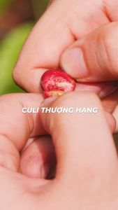 [TẶNG PHIN CÀ PHÊ] Hộp Quà Cà Phê Hương Chồn - 150gr Cafe Chồn Rang Xay Nguyên Chất Pha Phin Ban Me Gold - Honee Coffee