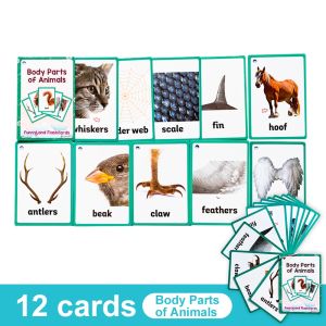 26 Themes Fruits Vegetable Body Parts Animals Transportation Vocabulary English Flashcards for Kids Activities Learning Cards