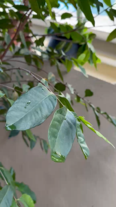 Salam Leaf (taste like Bak Kut Teh)/ Bay Leaf (50pcs per pack)