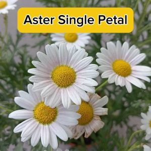 Aster Flower Multi Single Petal Bunga Ping Pong Pokok Hidup Live Plant SHS Kebun