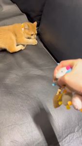 Chuột Đồ Chơi Giảm Stress Cho Chó Mèo Bằng Bông - Thú Cưng Của Tui