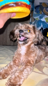 Burger Squeaky Toys Pet Toys Dog Dogs Toys Accessories Chewing Satisfaction Behavioral Training