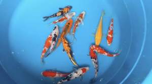 Japan Koi local breed Super Grade AA+  size 4-6”  13 pcs COMBO at 1488 including shipping