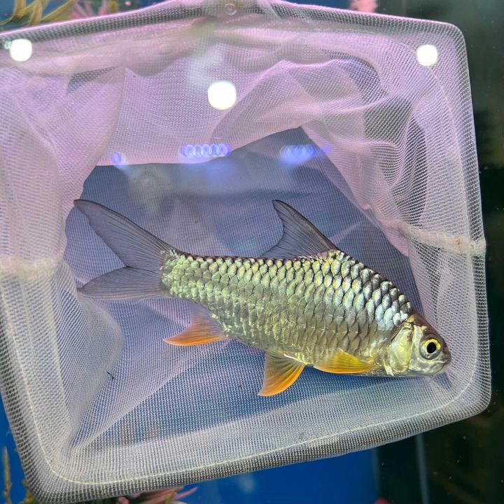 LIVE FISH Golden Belly Barb • Ikan Kerai 4Inch+- Live Fish For