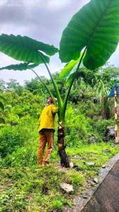 Củ bạc hà núi 5kg bao chất lượng