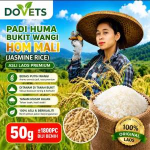Laos Jasmine Rice Seeds (50G) - Huma Bukit Beras Wangi Putih Hom Mali - Premium - Outdoor Gardening - Rainy Season Planting - No Paddy Field Required