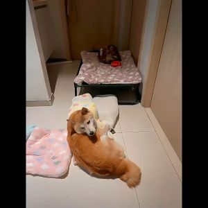 Thảm Nằm Đệm Nằm Mền Bông Êm Ái Cho Chó Mèo