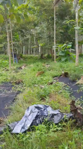 พลาสติกคลุมดิน 1.2ม.x400ม. พลาสติกคลุมแปลง พลาสติกดำ/เงิน พลาสติกกันวัชพืช กันวัชพืช ปลูกผัก ปลูกผลไม้ เกรดA ผสมUV