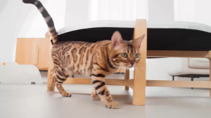 SMART CAT LITTER BOX WiFi และแอปควบคุมระยะไกล ห้องน้ำแมวอัต ห้องน้ำแมว อัตโนมัติ With Camera ห้องน้ำแมวอัตโนมัติ เหมาะกับแมวทุกขนาด ทุกสายพันธุ์ ห้องน้ำแมวใหญ่ ห้องน้ำแมว