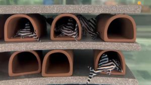 ⭐️(Ready Stock) Malayan Aquatic Premium Benthic Fish Feed - Balanced Diet 底栖鱼专业饲料 - 半荤半素 600gm