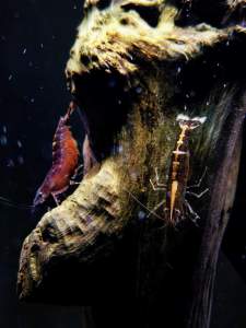 [Ah Jiong Aquatic]—— Betta Macrostoma 红战狗，文莱美人