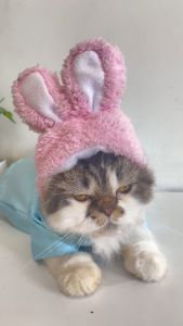 Topi Hewan Peliharaan Telinga untuk Kucing dan Anjing Kelinci harimau