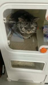 Greenpets Cat Cage 3 Tier Enclosed Heavy Duty Metal Foldable Cat Cage with High Sided Litter Box